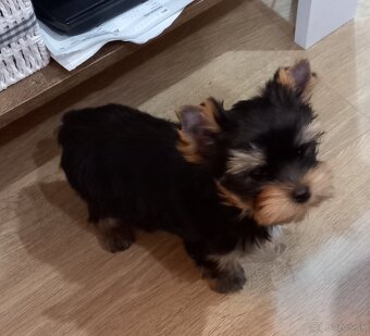 YORKSHIRE TERRIER - psík s PP - 2