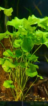 Akvariové rastlinky - 2