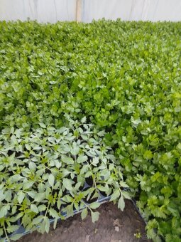 Planty na predaj, aj vo veľkom - 2