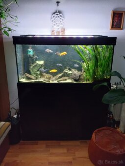 Akvarium - 2