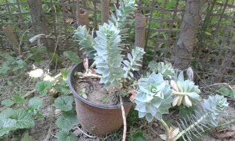 Euphorbia polychroma - 2