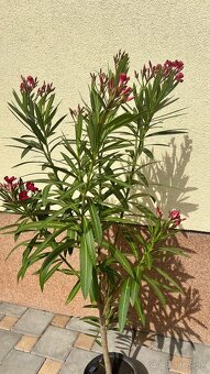 Krásny oleander cyklaménovej farby - 2