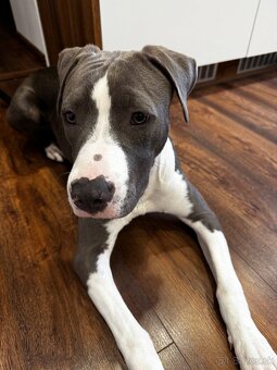 Americký Staford Amstaff Stafordšírsky teriér Fenka - 2
