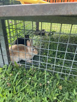 🐰 Darujem dvoch milých zakrslých králikov - 2