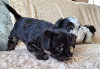 Yorkšhir,york,yorkšhirsky terier - 2