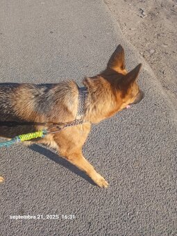 Predam nemeckeho ovciaka - 2