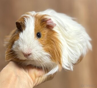 Morča - morčiatko - morské prasiatko - 2