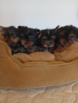 Yorkshire teriér Yorkshir - 2