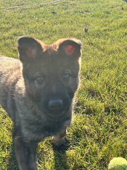 Nemecký ovčiak - 2