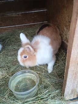 Zakrsle zajaciky - 2