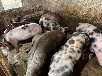 Jatočné ošípané - 2