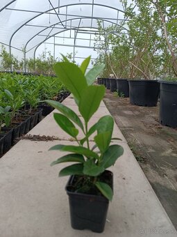 Vavrínovca (Prunus NOVITA p9 0.95 EURO - 2