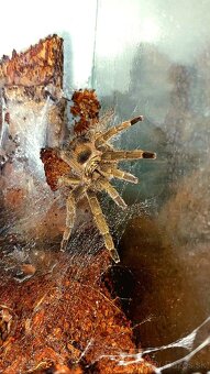 Neoholothele incei + terarium - 2