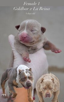 ŠTENIATKA AMERICAN BULLY XL/XXL - 2