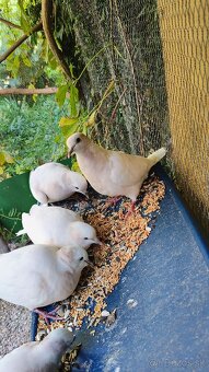 Predám hrdličky - 2