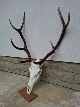 Úprava trofejí - 2