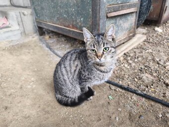 Darujem 2 mačatá - 2