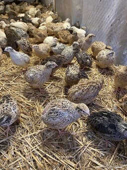 Japonské prepelice - 2