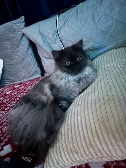 Perzský kocúrik - 2