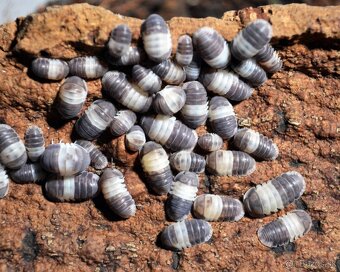 Cubaris sp. "Panda King" - 2