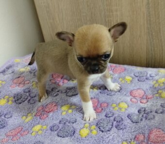 Čivava mini sučka krátkosrsta - 2