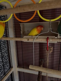 Agapornis ruzovohrdly - 2