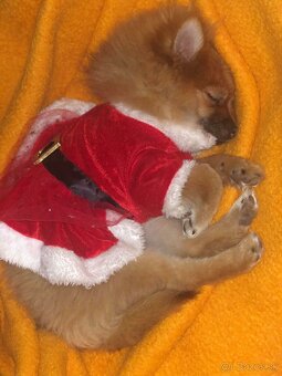 Pomeranian - 2