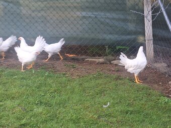 Leghorn - 2