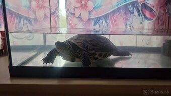 Korytnačka 🐢 - 2