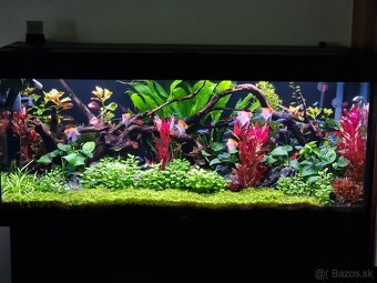 Juwel Rio 240 - KOMPLET - 2