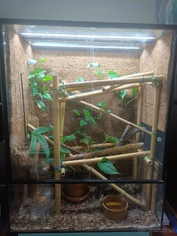 Terarium - 2