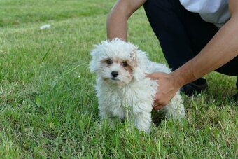 Maltipoo - 2