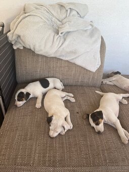 Jack Russell Terier Tricolor - 2