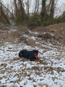 Darujem Rottweilera, Rotvajlera - 2