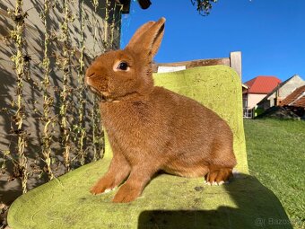 Novozélandské červené - 2