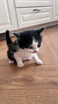 Krásne mačiatko - 2