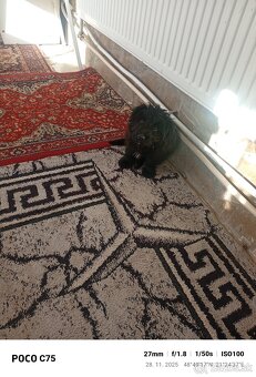 Predám pudla šteňa - 2