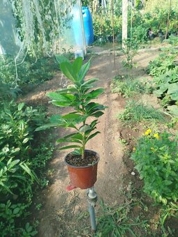 Vavrinovec lekarsky - 2