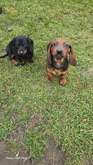 Jazvecik kratkosrsti. - 2