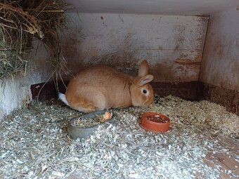 Burgundsky samec - 2