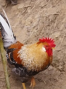 Green shell kohúty - 2