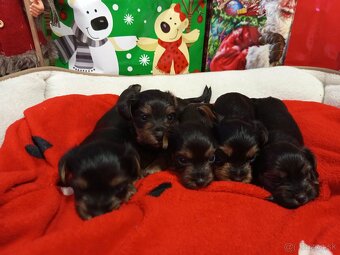 Yorkshirsky terier - 2