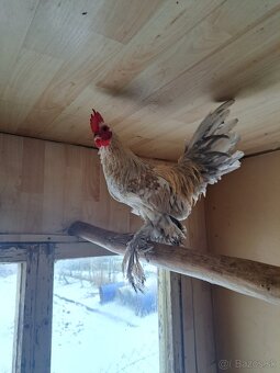 PREDÁM MIFLERKU KOHUT - 2