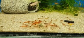 Krevety Red Cherry, Blue Dream - 2