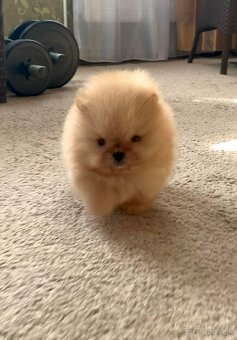 Pomeranian - 2