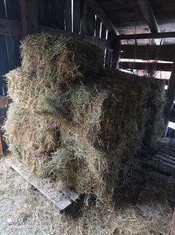 Datelina ( Lucerka) - 2