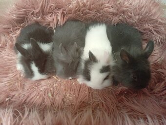 Zakrslé zajačiky - 2