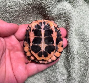 Clemmys Guttata - 2