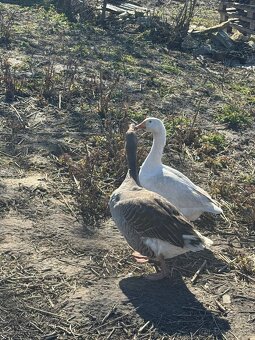 Predám landeského gunara - 2