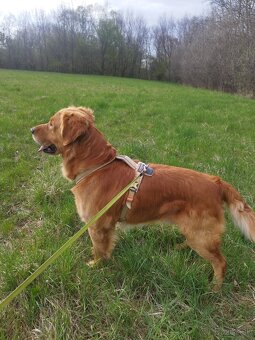 Zlatý retriever na krytie párenie pre krásne šteniatka:) - 2
